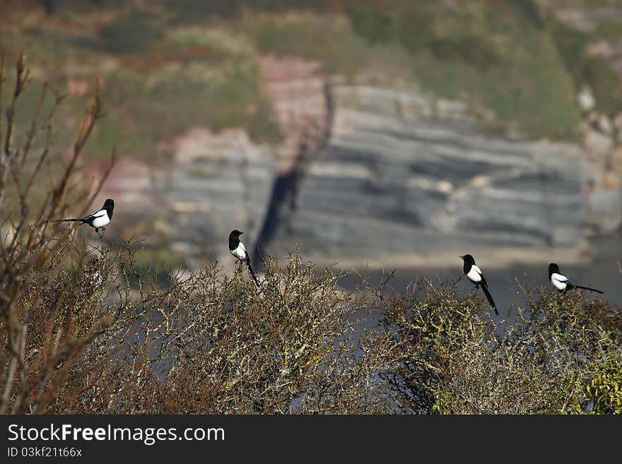 One for sorrow, Two for joy, Three for a girl & Four for a boy. Magpies sat on hawthorn trees. One for sorrow, Two for joy, Three for a girl & Four for a boy. Magpies sat on hawthorn trees