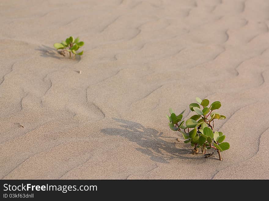 Flower in desert.Desire to live.