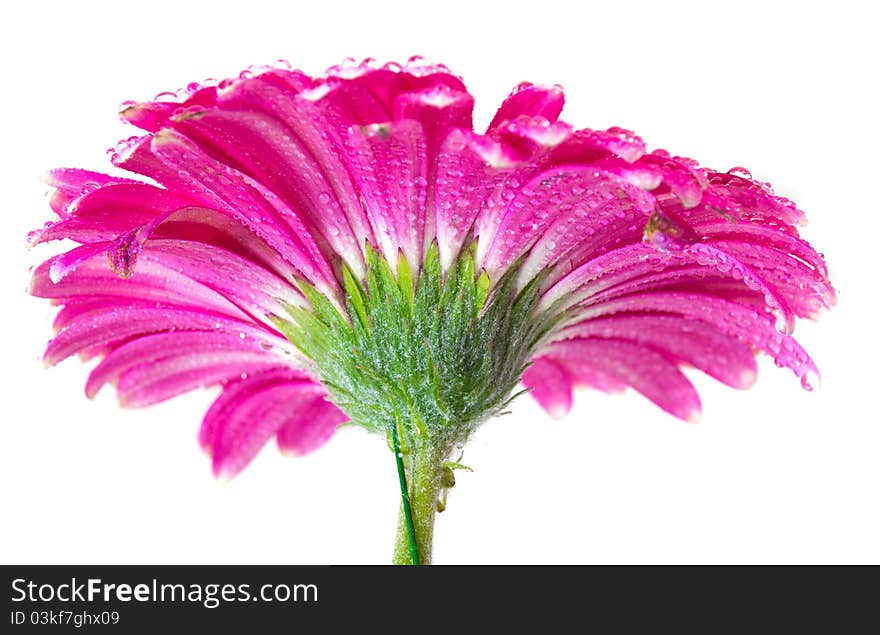 Pink Gerbera isolated on white