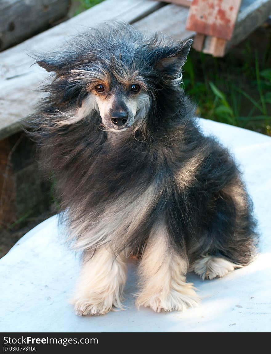 Chinese Crested