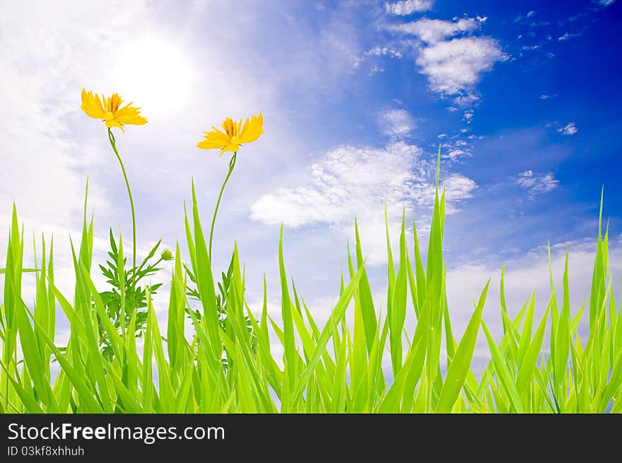 Green grass sky and yellow flower