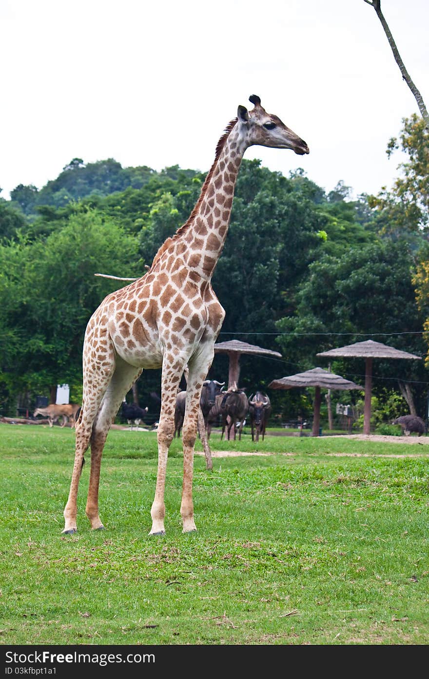 Beautiful Giraffe on green grass