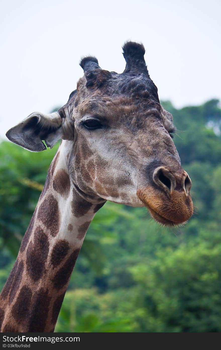 Cute of Giraffe close up