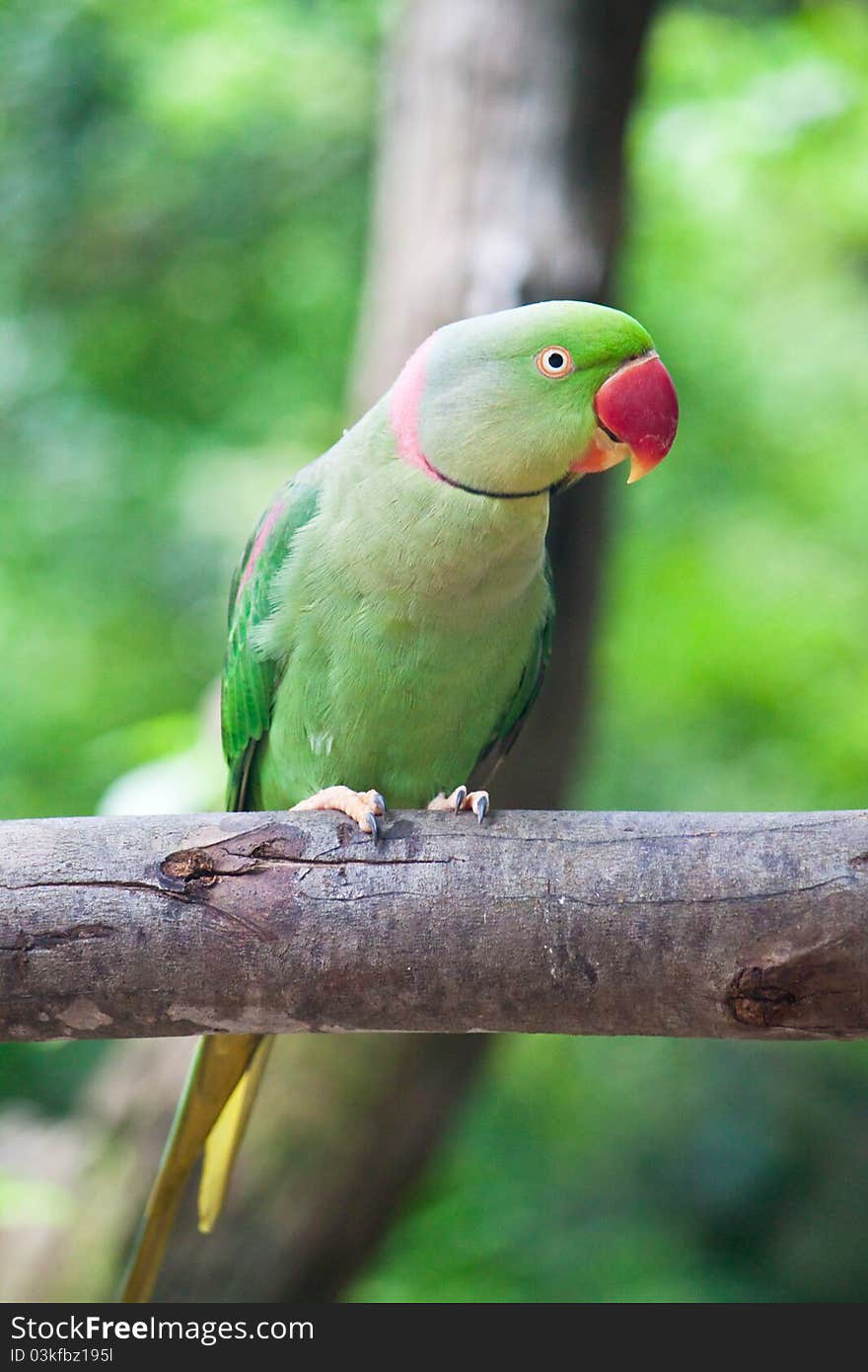 Green parrot bird on the wooden beam