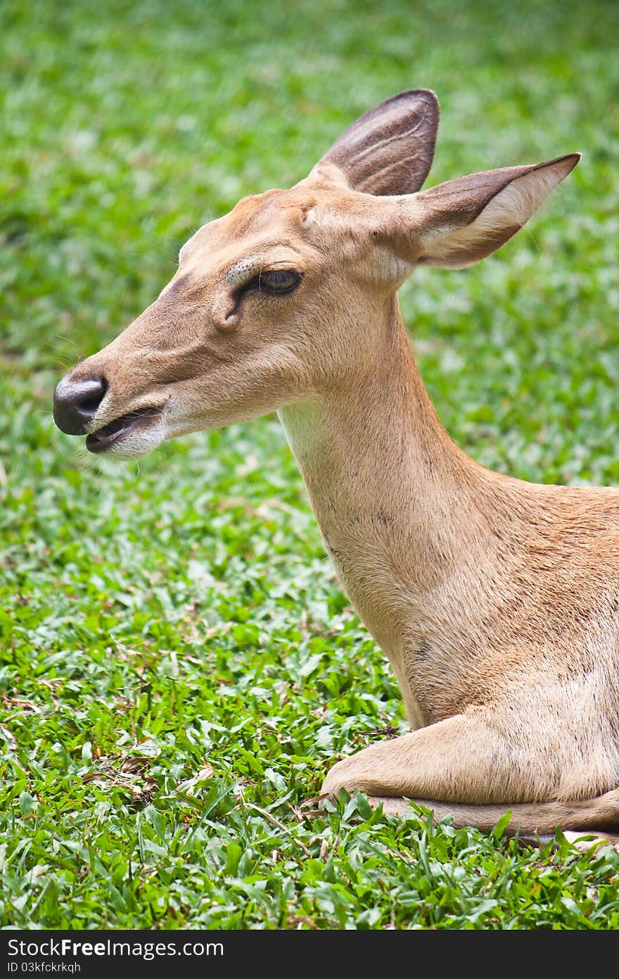 Beautiful deer closeup on green grass