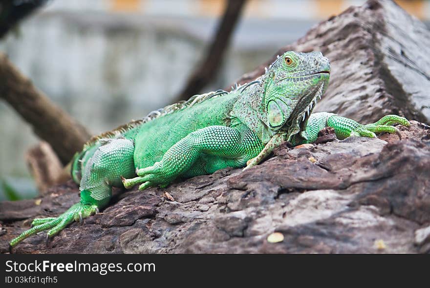 Green iguana on the wood