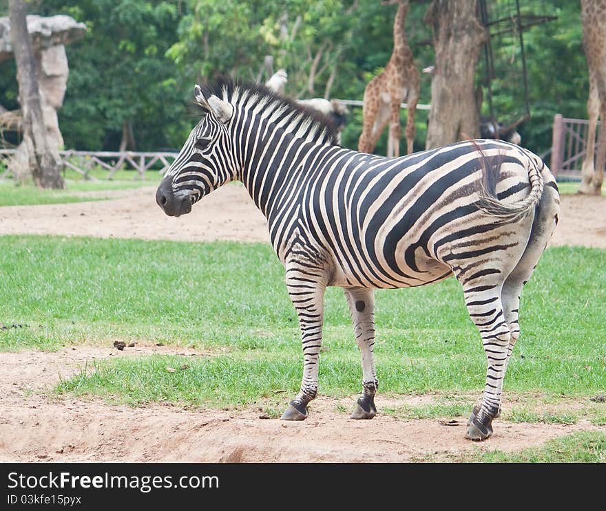 Zebra portrait on green grass