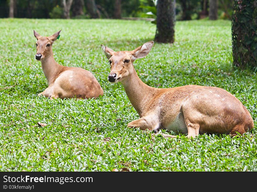 Beautiful deer on green grass