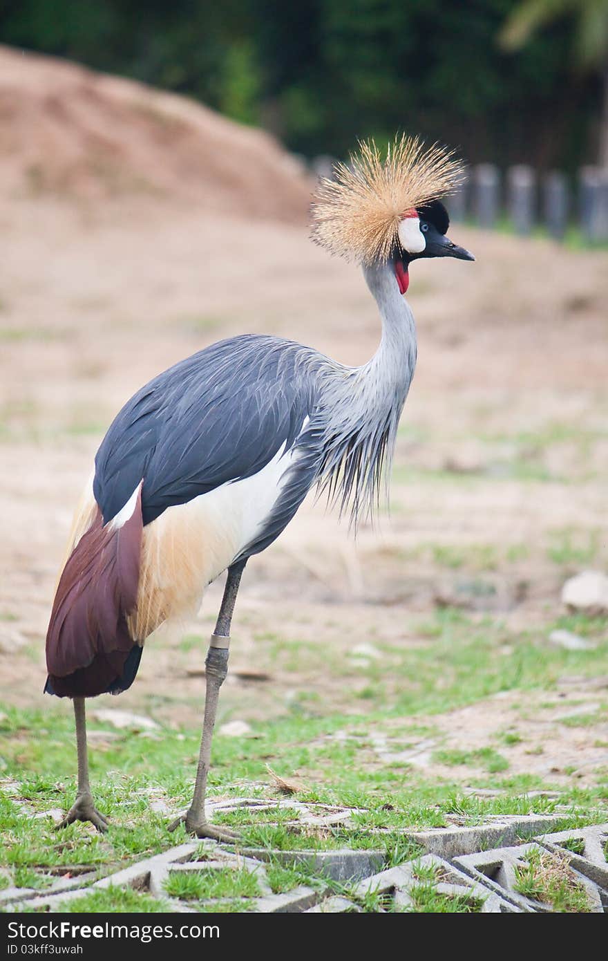 Grey Crowned Crane (Balearica regulorum) head in profile