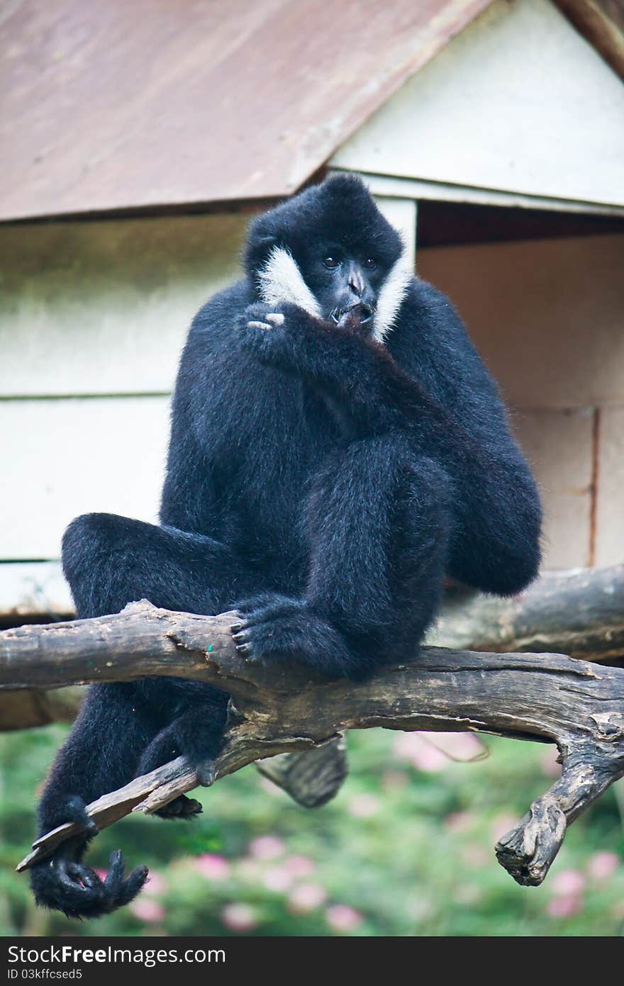 White Cheek Gibbon on wooden beam close up. White Cheek Gibbon on wooden beam close up