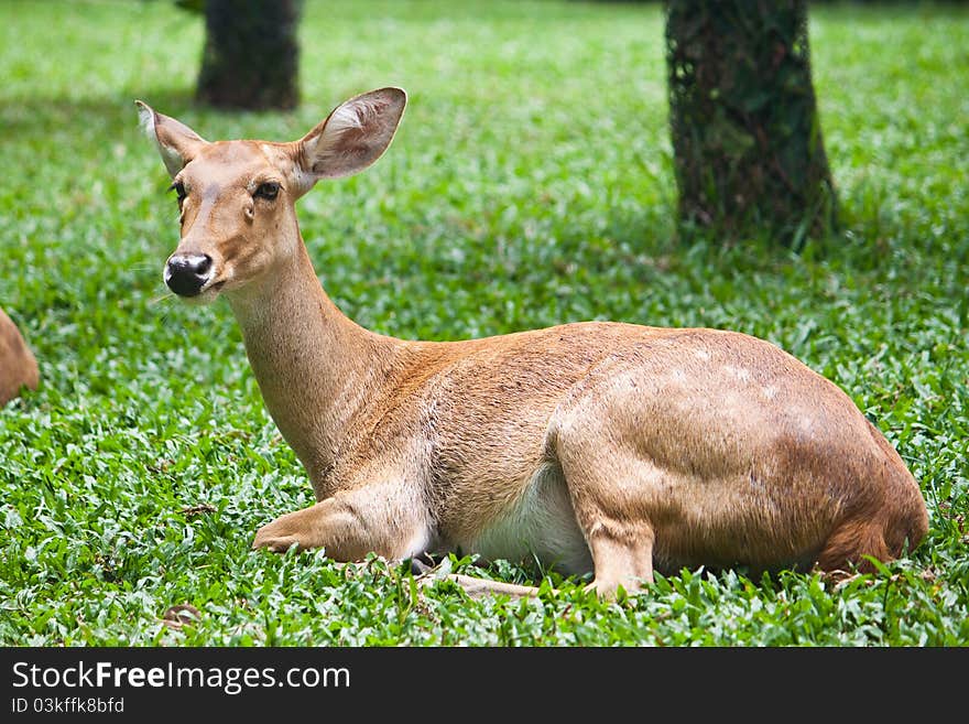 Beautiful deer on green grass