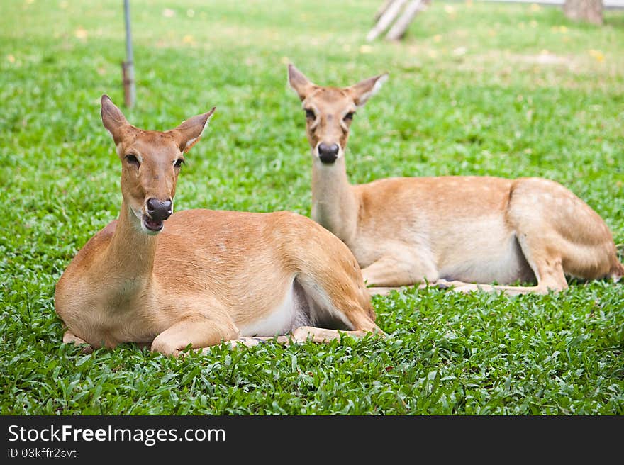 Beautiful deer on green grass