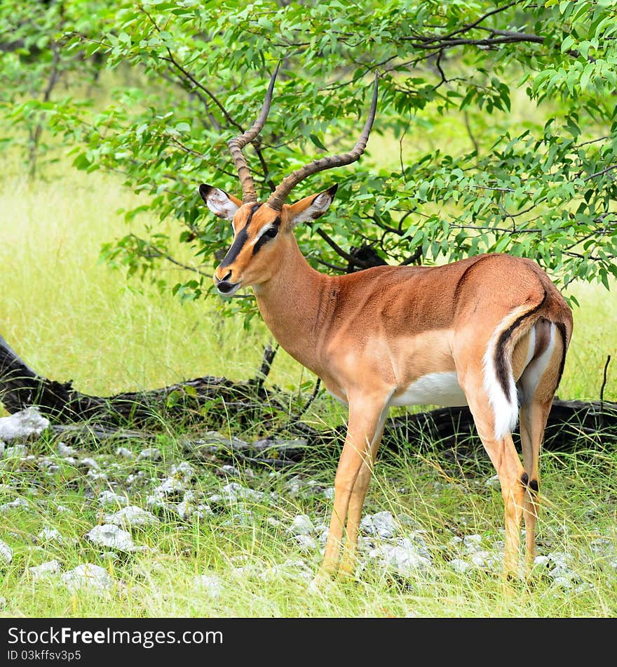 Photo taken in Etosha national park in Namibia. Photo taken in Etosha national park in Namibia