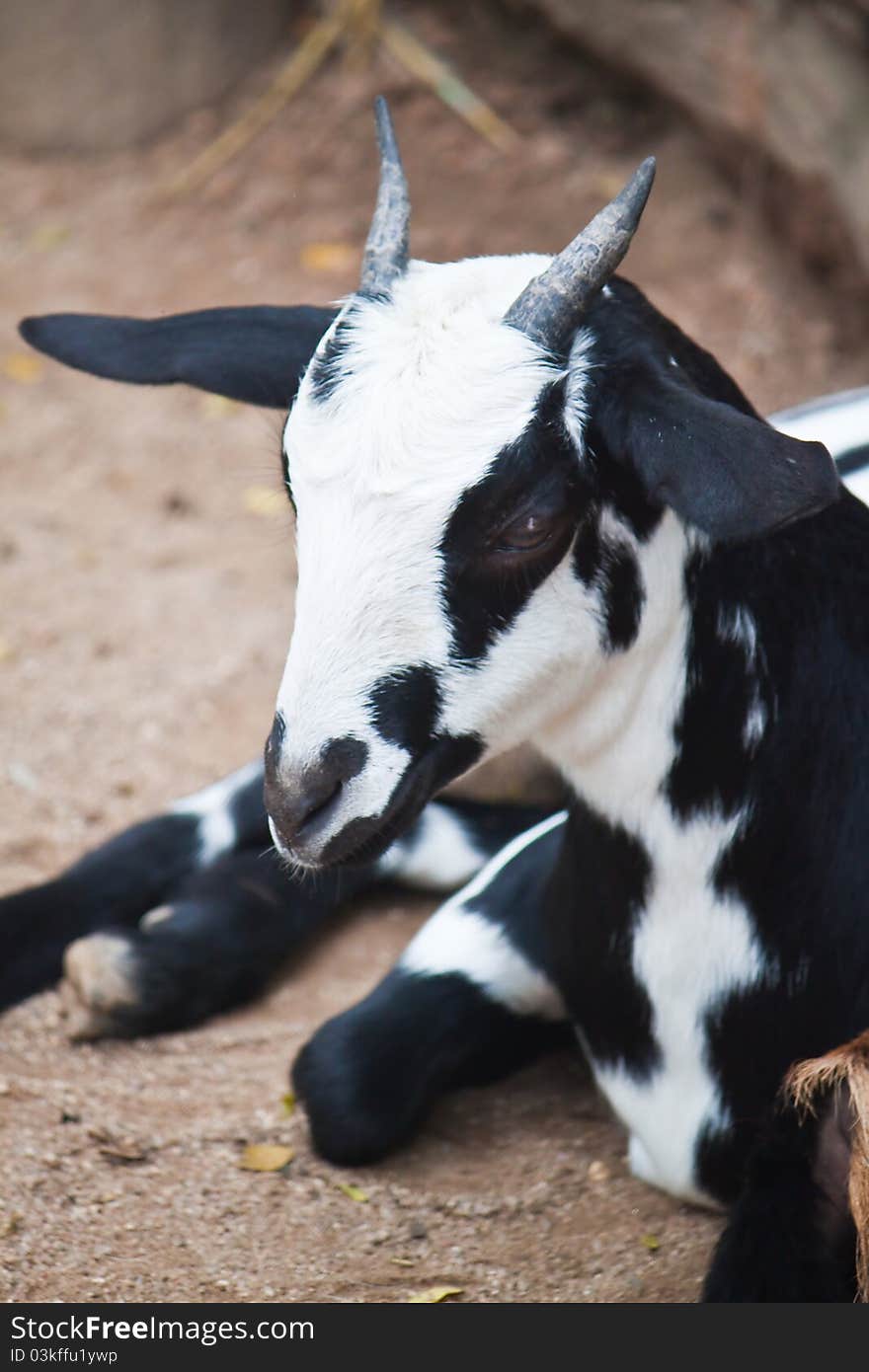 Cute of Goat close up