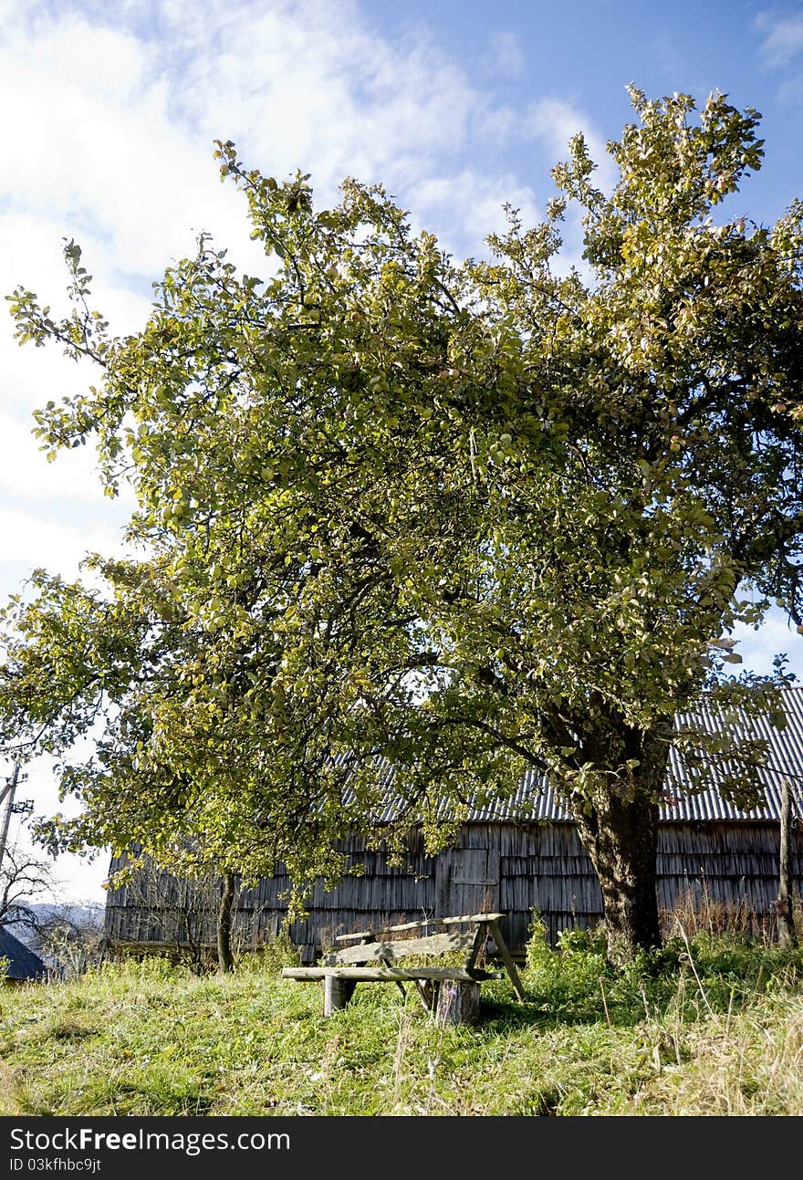 Wooden bench under the apple tree