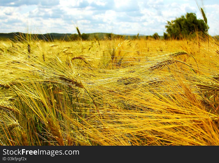 Barley field in summer