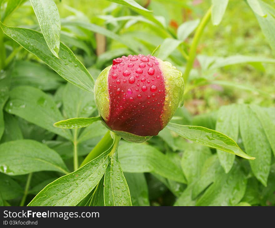 Red Peony