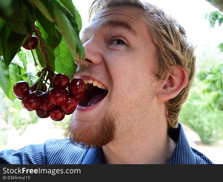 Teenage Boy Eating Cherries off of a Tree