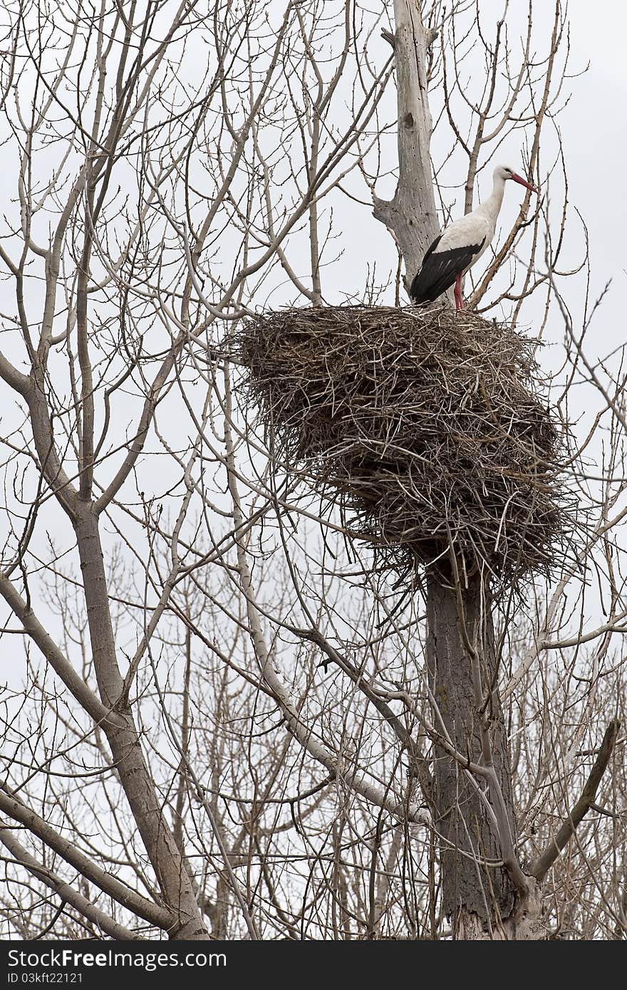 Winter Forest With Storks