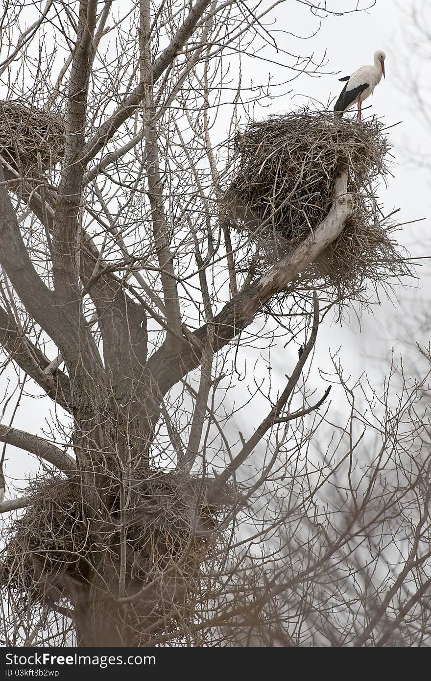 Winter Forest With Storks