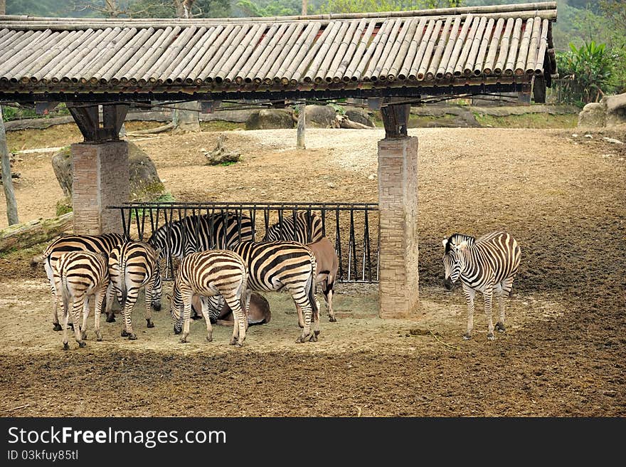 Beautiful Zebras in Taipei Zoo at Taiwan.