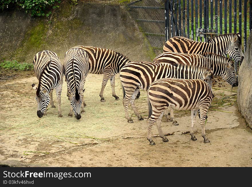 Beautiful Zebras in Taipei Zoo at Taiwan.