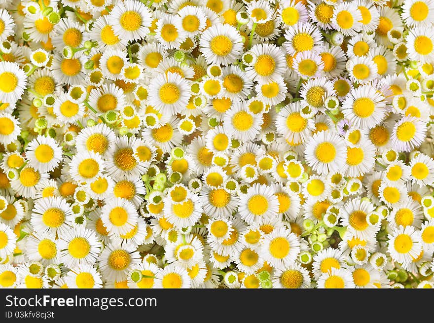 Chamomile field