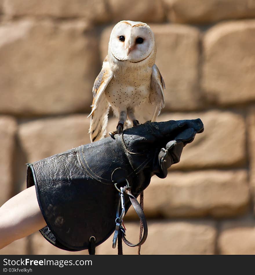 Barn Owl (Tyto Alba)