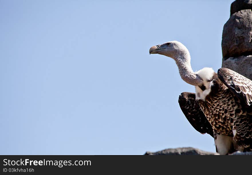 Vulture ready for the flight. Vultures seldom attack healthy animals, but may kill the wounded or sick. When a carcass has too thick a hide for its beak to open, it waits for a larger scavenger to eat first.