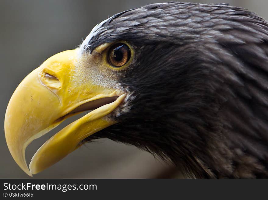 Steller s Sea Eagle