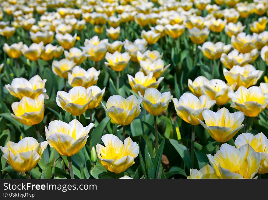 Cultivation of Darwin Hybrid Tulip Jaap Groot: yellow and white bicolor, perennial group. Cultivation of Darwin Hybrid Tulip Jaap Groot: yellow and white bicolor, perennial group