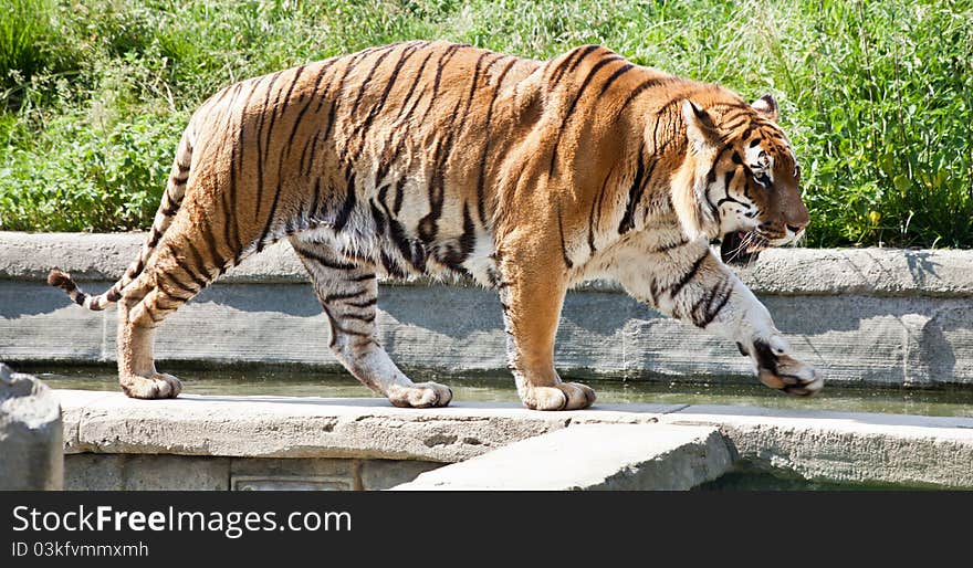 Walking tiger (Panthera Tigris)