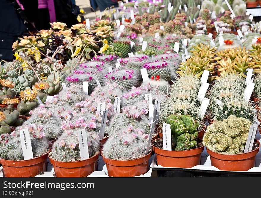 Small cactus plants in a market during a sunny day