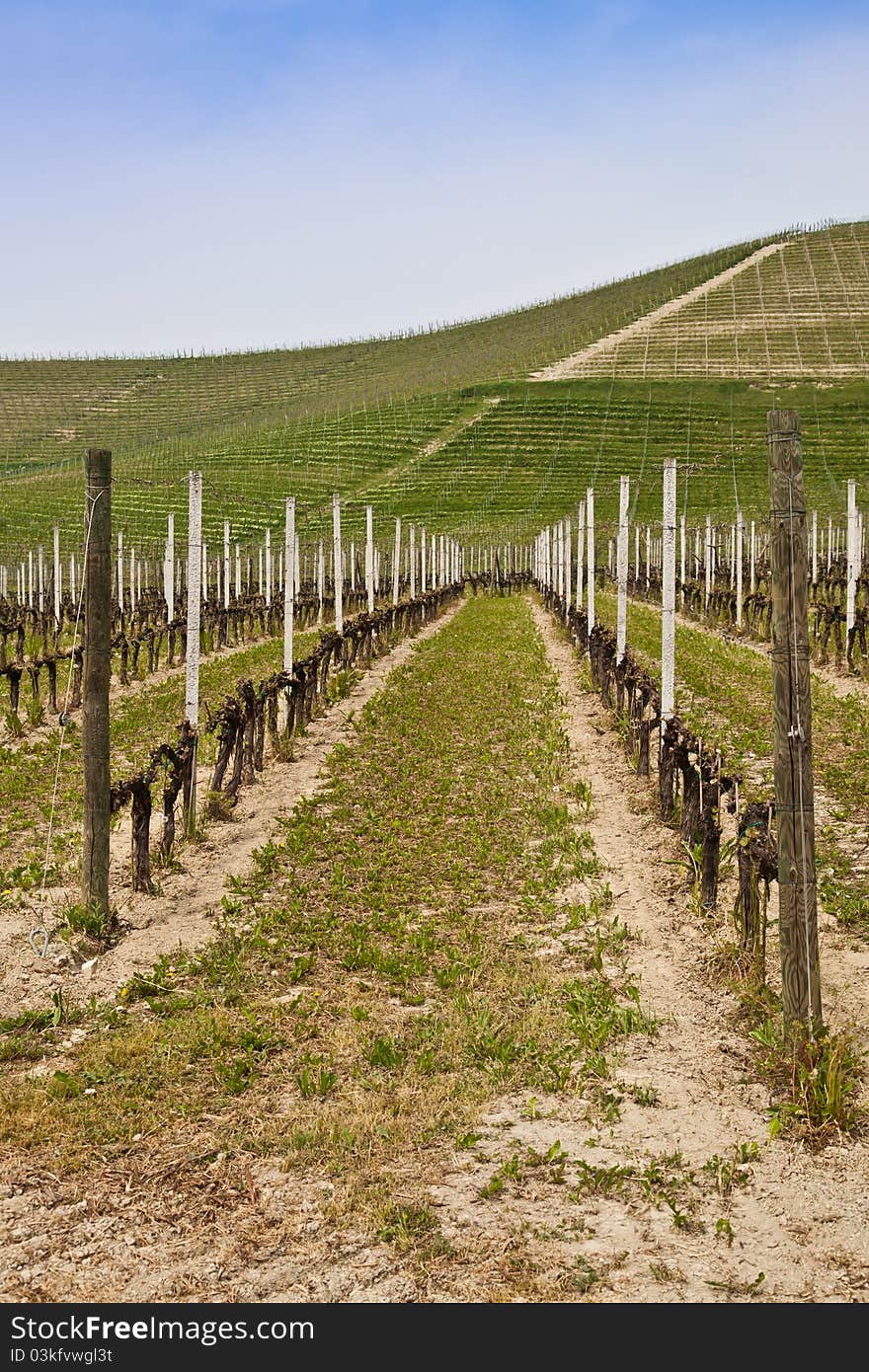 Barbera vineyard during spring season, Monferrato area, Piedmont region, Italy. Barbera vineyard during spring season, Monferrato area, Piedmont region, Italy