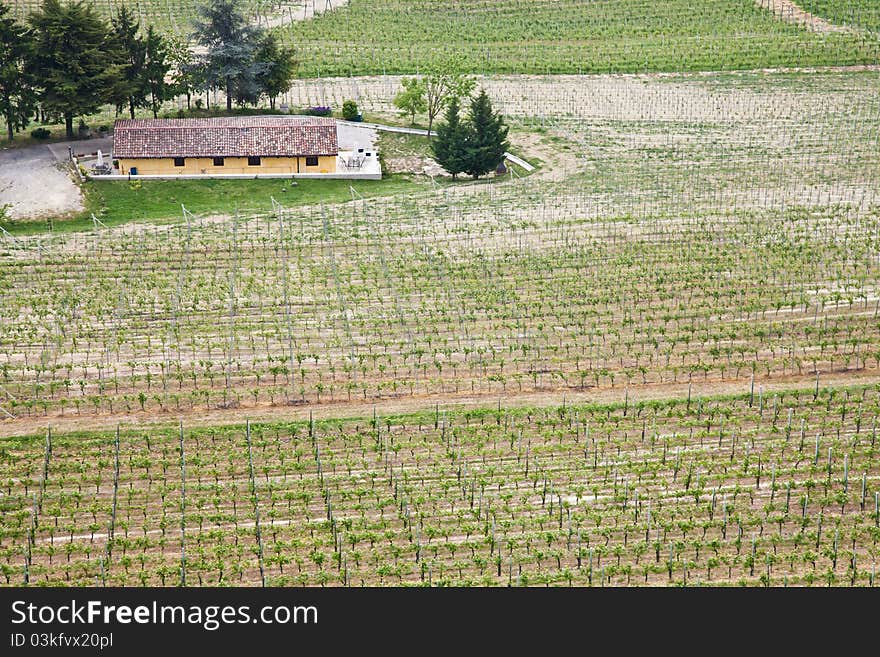 Barbera vineyard during spring season, Monferrato area, Piedmont region, Italy. Barbera vineyard during spring season, Monferrato area, Piedmont region, Italy