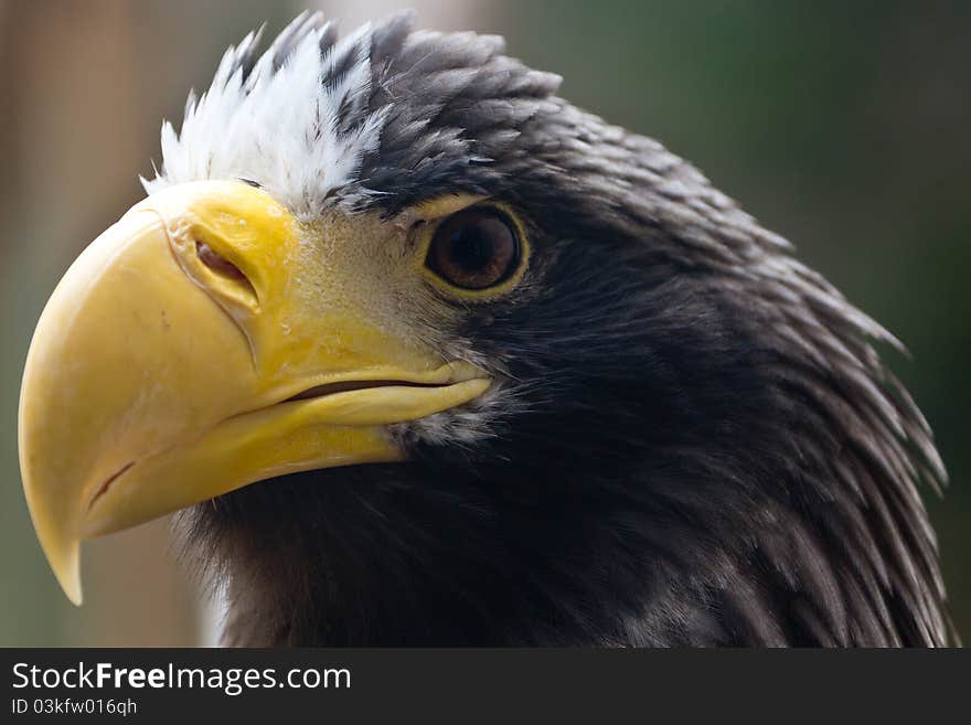 Steller S Sea Eagle