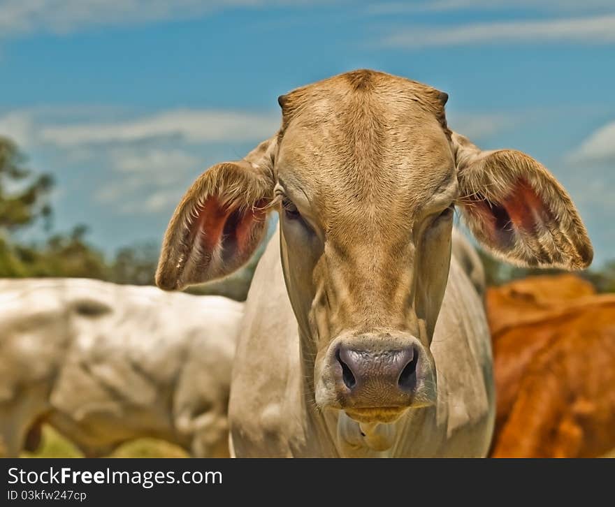 Colorful image of Australian beef cattle charolais bred for meat -  cow portrait against blue sky