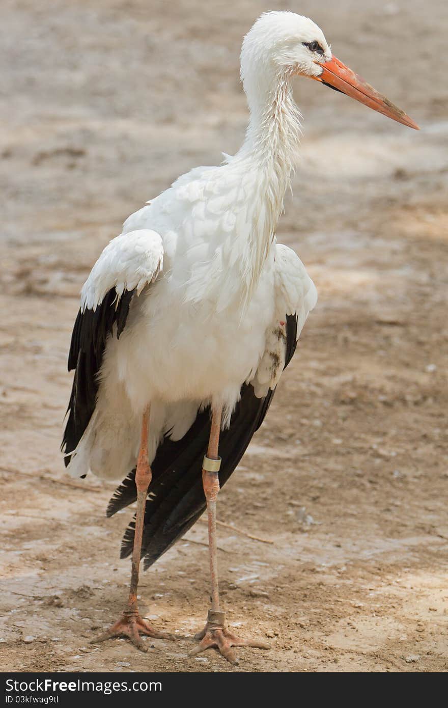 White Stork