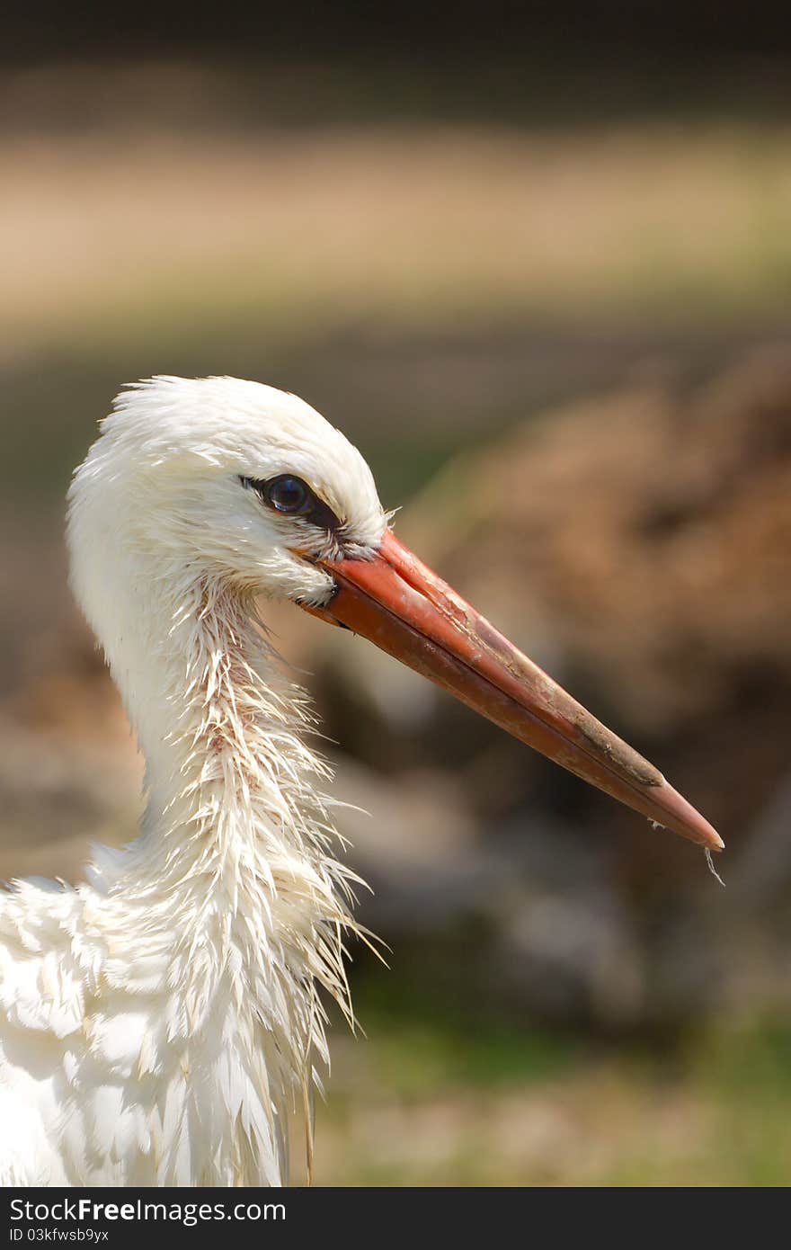 White Stork