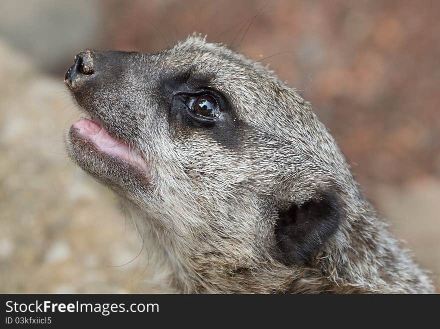 Curious Meerkat