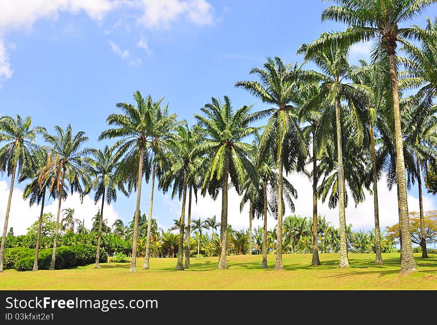 Rows of cconut trees planted on a green field. Rows of cconut trees planted on a green field