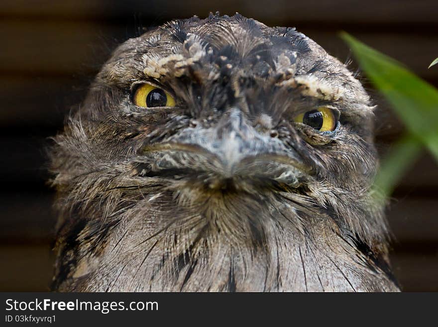 Tawny Frogmouth