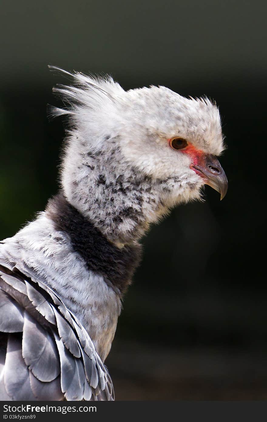 A Southern Screamer out in the sun.