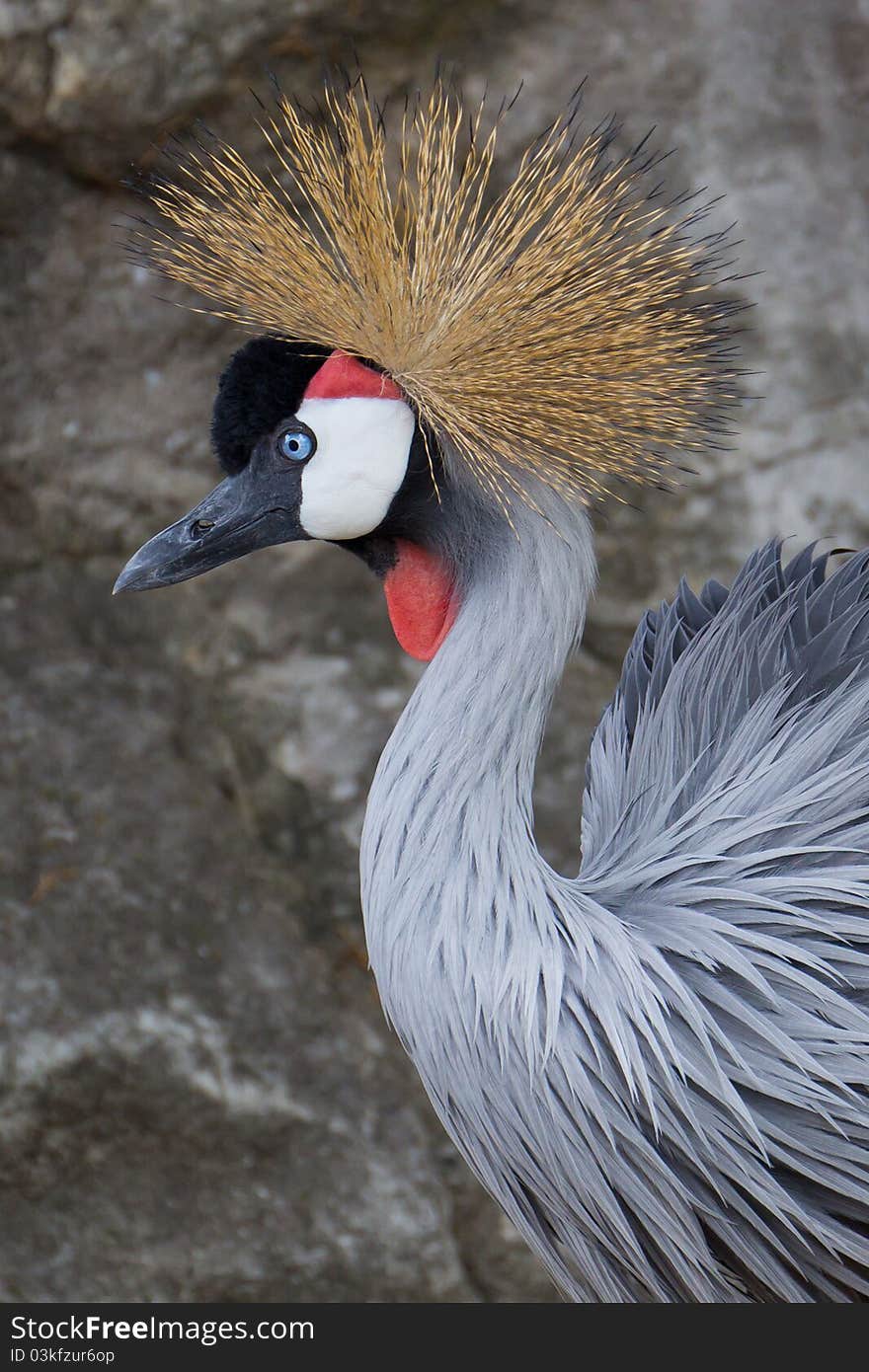 Crested Crane