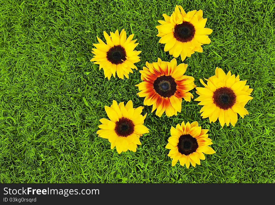 Group of bright yellow sunflowers arranged casually on lush green grass. Group of bright yellow sunflowers arranged casually on lush green grass