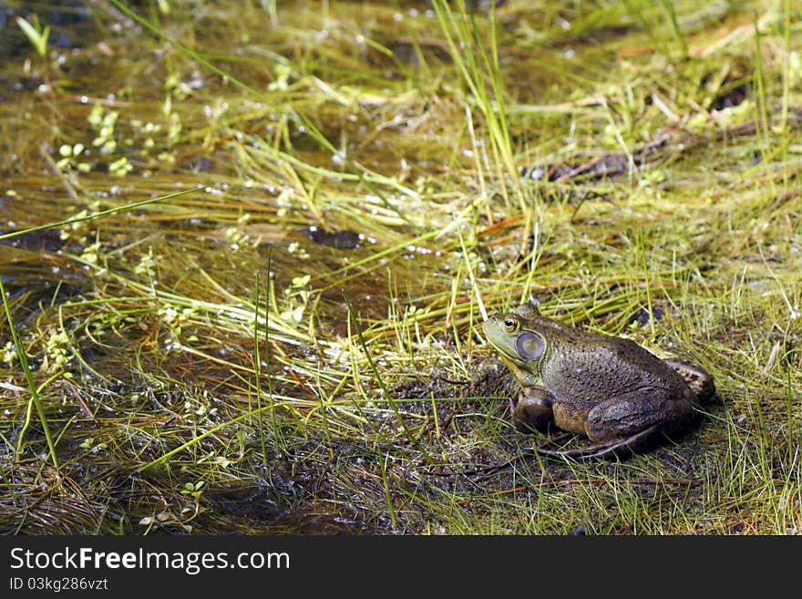 Close-up of American bullfrog relaxing on the banks of a partly sunny wetland pond on a the first day of summer. Close-up of American bullfrog relaxing on the banks of a partly sunny wetland pond on a the first day of summer.