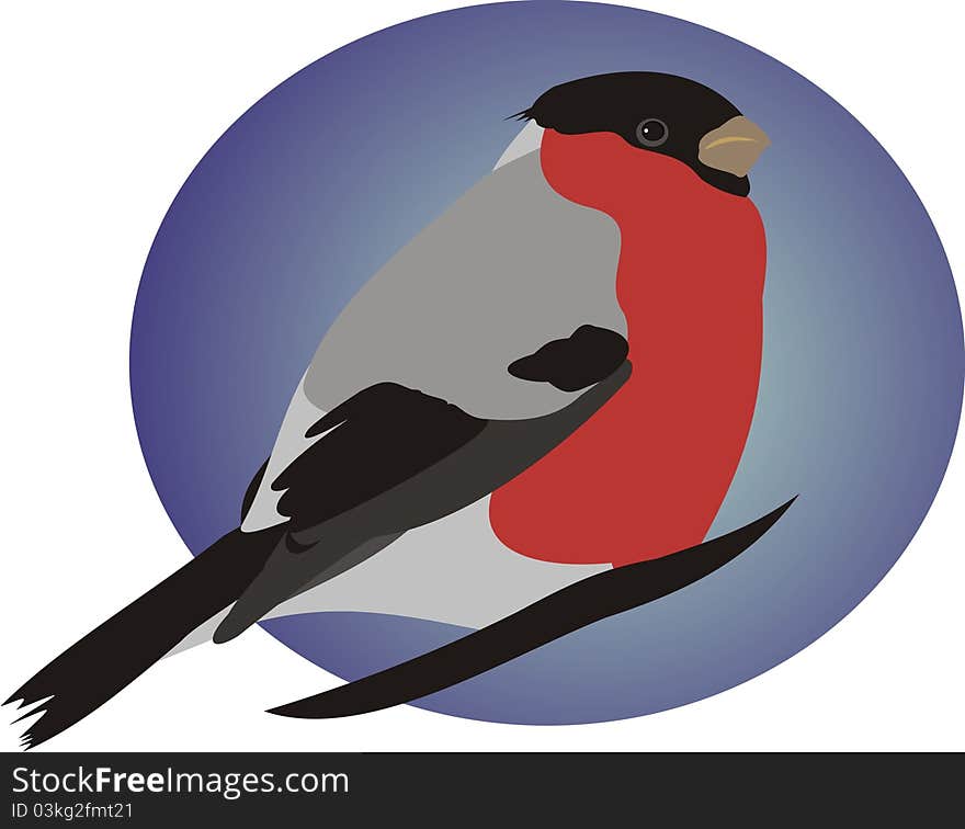 Beautiful bullfinch. A winter bird. The bullfinch sits on a branch