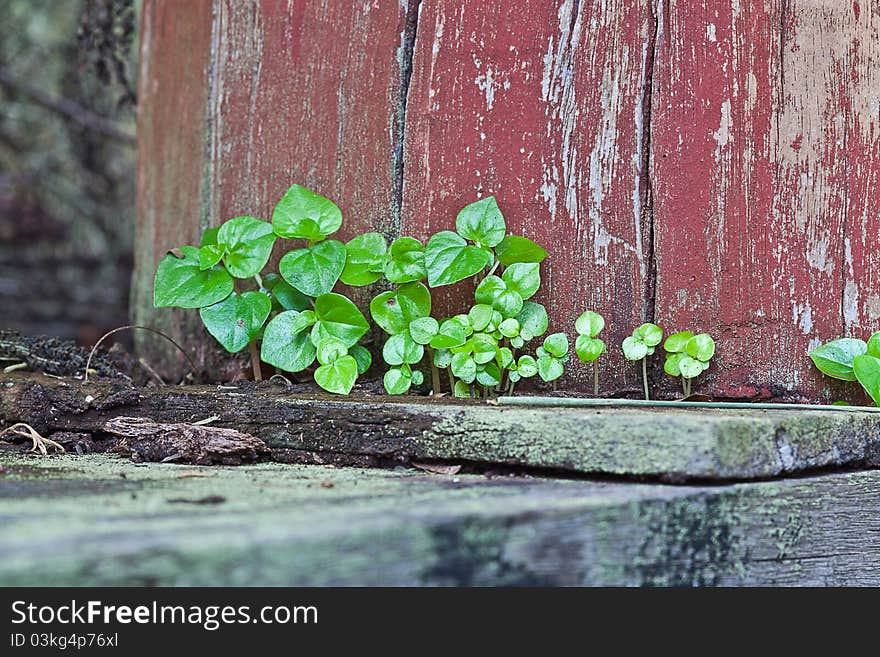 Old red cracked wood and  green tree