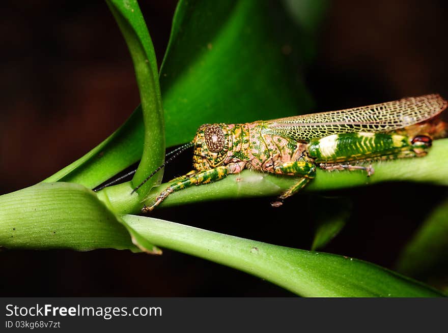 Locust Hugging The Branch