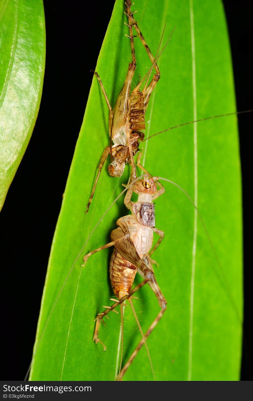 A cricket came out from its own carcase and looking at it. A cricket came out from its own carcase and looking at it.